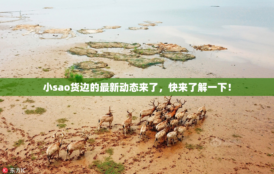 小sao货边的最新动态来了，快来了解一下！
