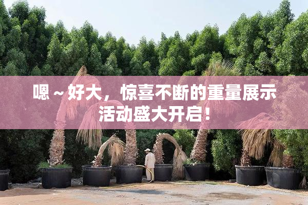 嗯～好大，惊喜不断的重量展示活动盛大开启！