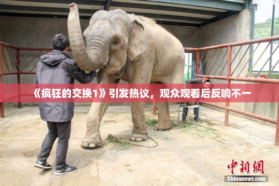 《疯狂的交换1》引发热议，观众观看后反响不一