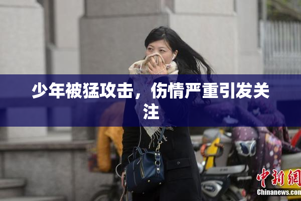 少年被猛攻击，伤情严重引发关注