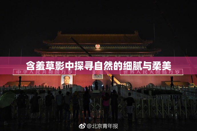 含羞草影中探寻自然的细腻与柔美
