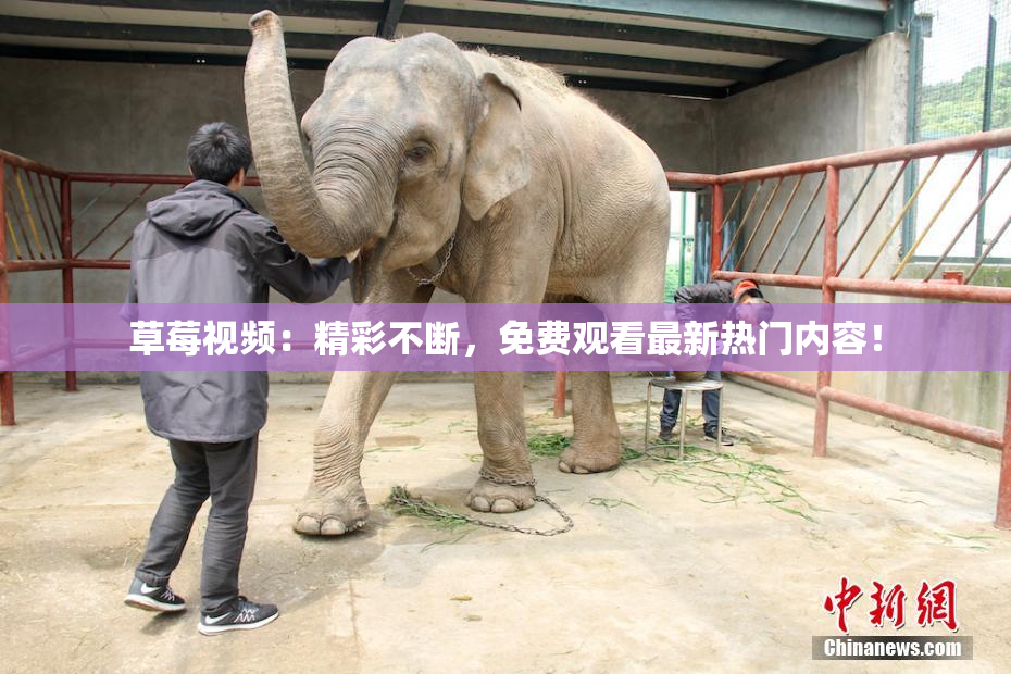 草莓视频：精彩不断，免费观看最新热门内容！