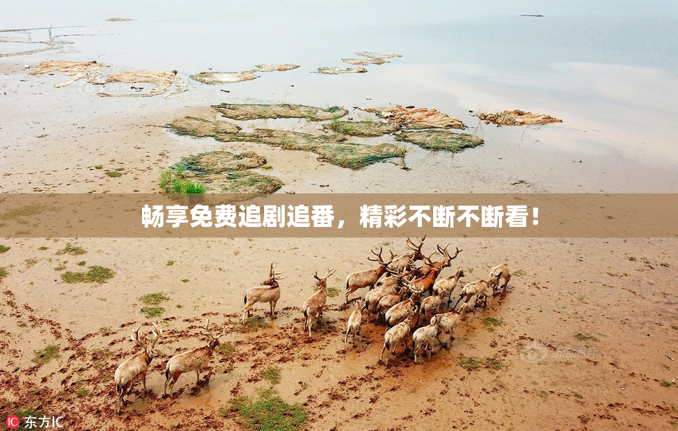 畅享免费追剧追番，精彩不断不断看！