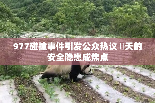 977碰撞事件引发公众热议 當天的安全隐患成焦点