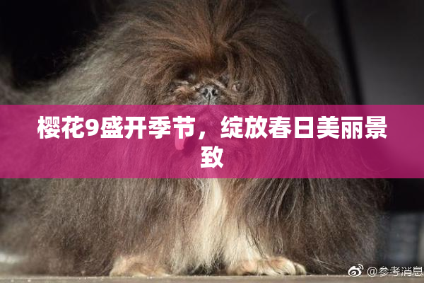 樱花9盛开季节，绽放春日美丽景致
