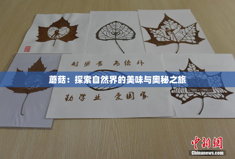 蘑菇：探索自然界的美味与奥秘之旅