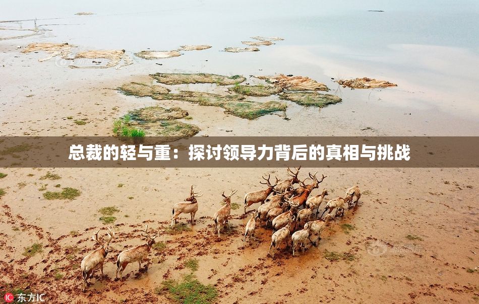 总裁的轻与重：探讨领导力背后的真相与挑战