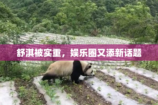 舒淇被实重，娱乐圈又添新话题