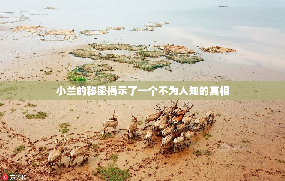 小兰的秘密揭示了一个不为人知的真相