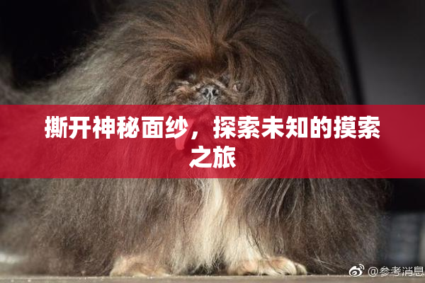 撕开神秘面纱，探索未知的摸索之旅