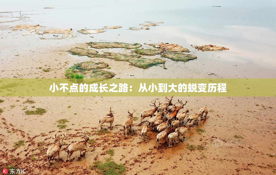 小不点的成长之路：从小到大的蜕变历程