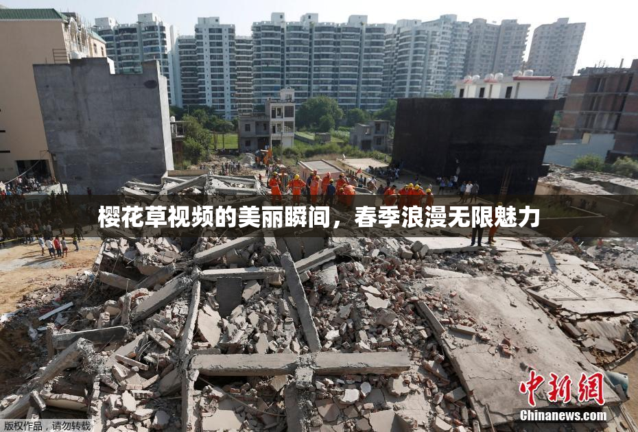 樱花草视频的美丽瞬间，春季浪漫无限魅力