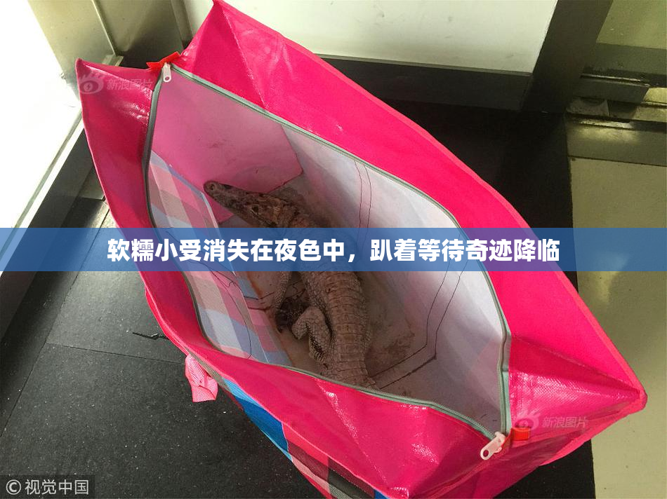 软糯小受消失在夜色中，趴着等待奇迹降临