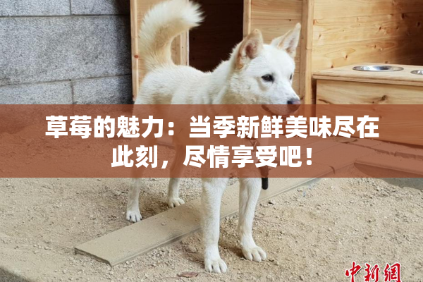草莓的魅力：当季新鲜美味尽在此刻，尽情享受吧！