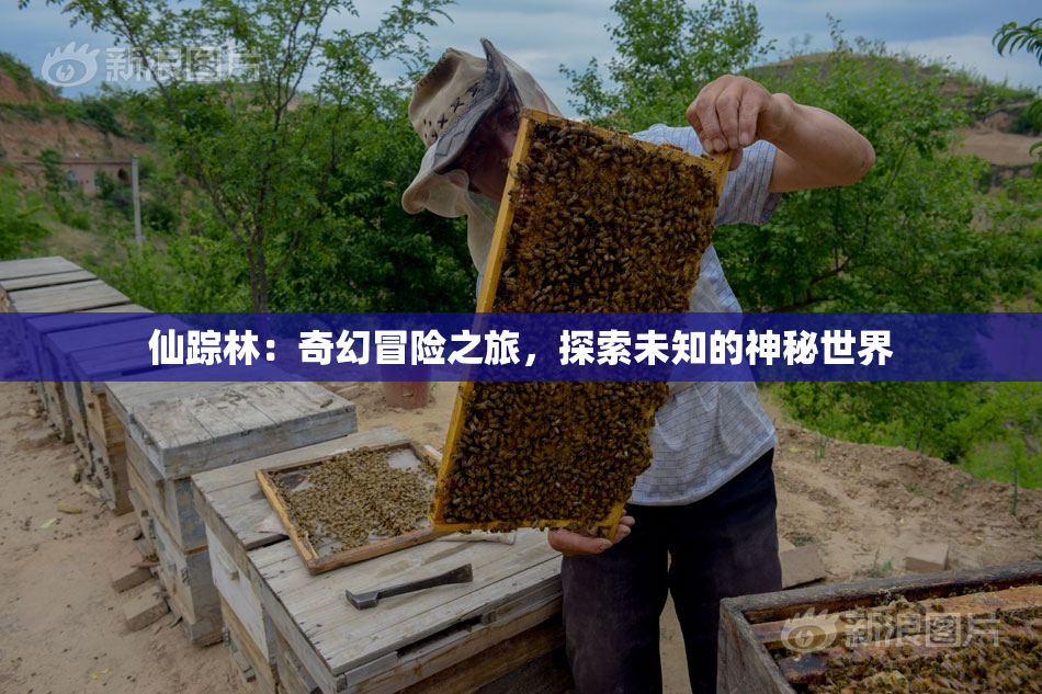 仙踪林：奇幻冒险之旅，探索未知的神秘世界