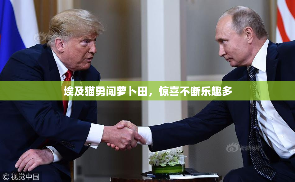 埃及猫勇闯萝卜田，惊喜不断乐趣多