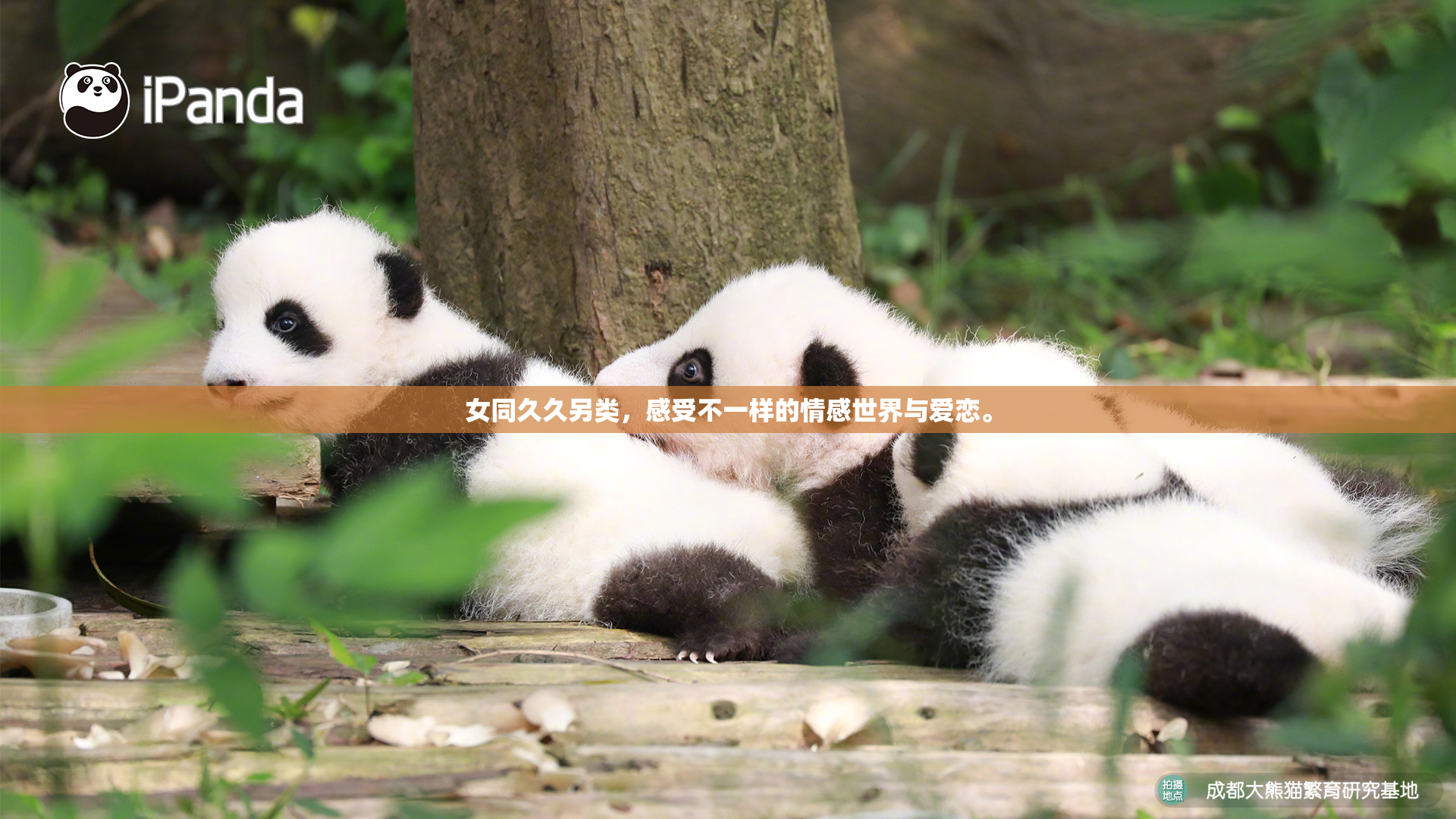 女同久久另类，感受不一样的情感世界与爱恋。