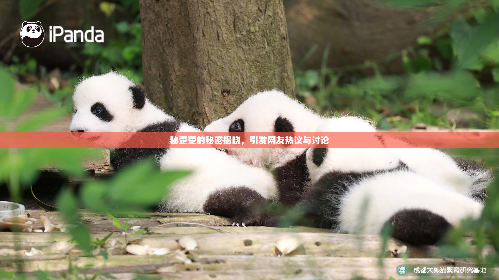 秘歪歪的秘密揭晓，引发网友热议与讨论