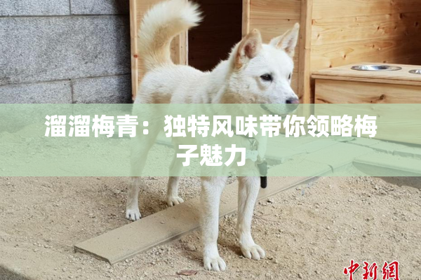 溜溜梅青：独特风味带你领略梅子魅力