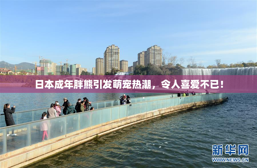 日本成年胖熊引发萌宠热潮，令人喜爱不已！