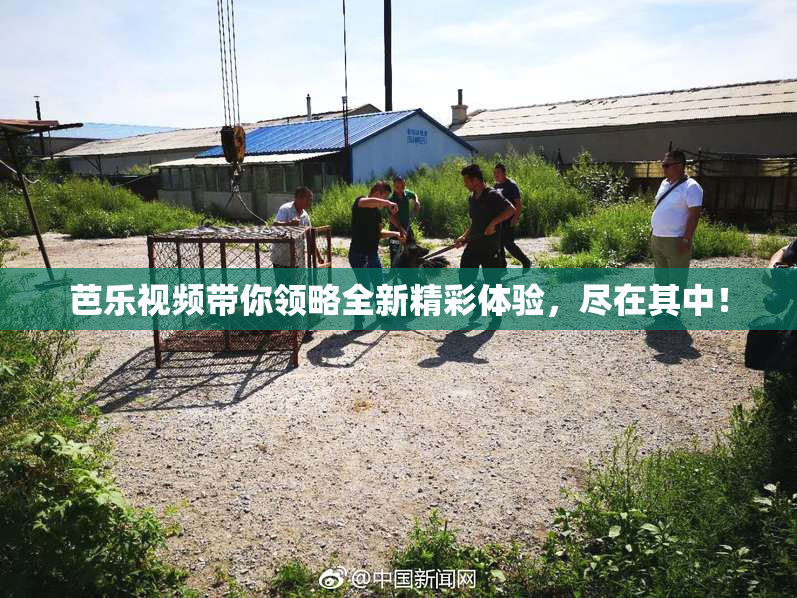 芭乐视频带你领略全新精彩体验，尽在其中！