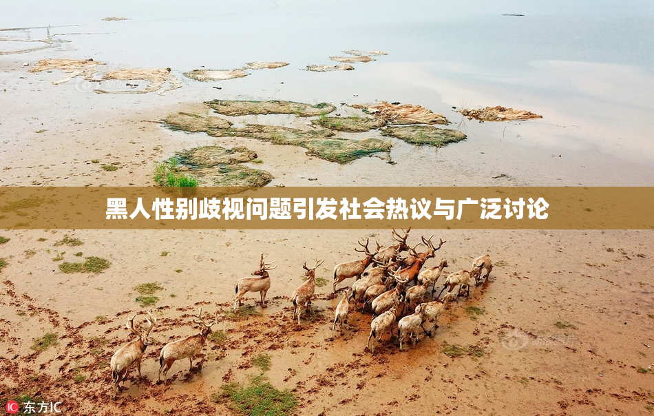 黑人性别歧视问题引发社会热议与广泛讨论