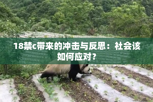 18禁c带来的冲击与反思：社会该如何应对？
