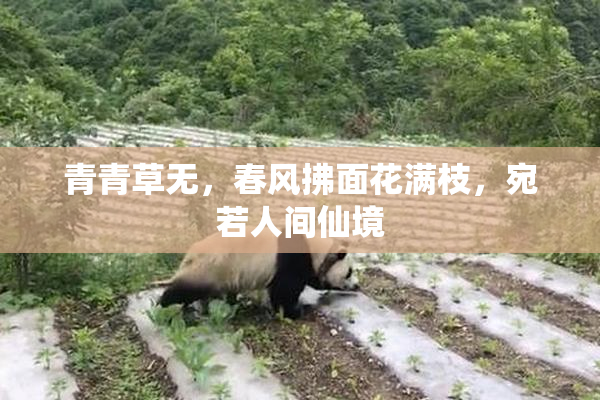 青青草无，春风拂面花满枝，宛若人间仙境