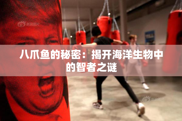 八爪鱼的秘密：揭开海洋生物中的智者之谜