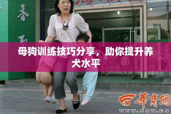 母狗训练技巧分享，助你提升养犬水平