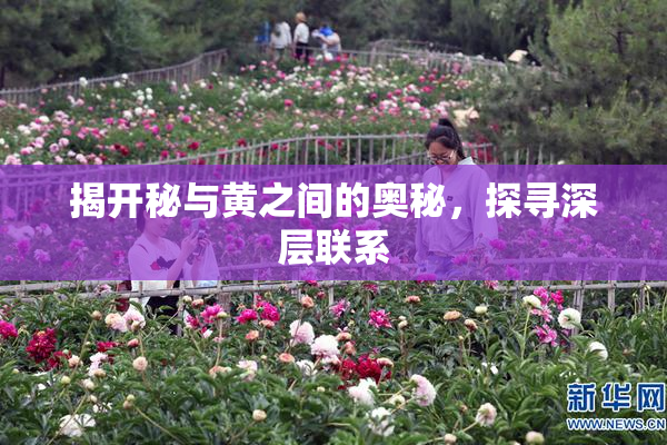 揭开秘与黄之间的奥秘，探寻深层联系