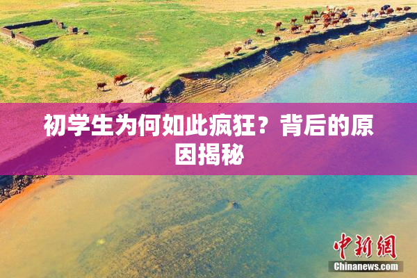 初学生为何如此疯狂？背后的原因揭秘
