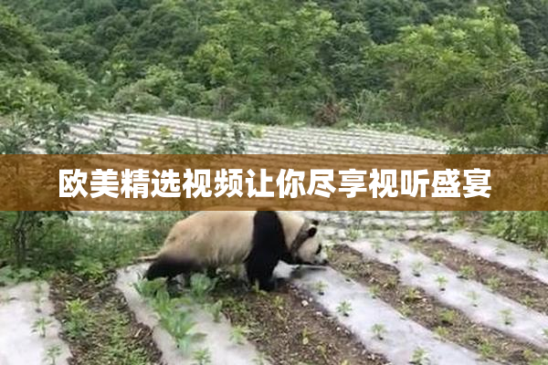 欧美精选视频让你尽享视听盛宴