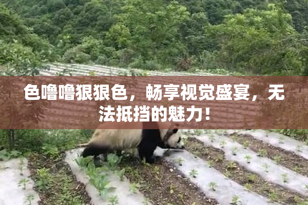色噜噜狠狠色，畅享视觉盛宴，无法抵挡的魅力！