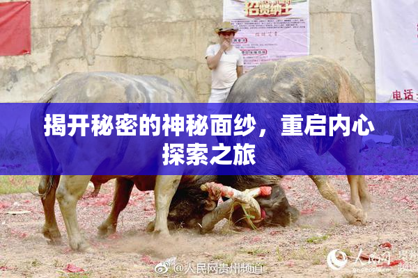 揭开秘密的神秘面纱，重启内心探索之旅