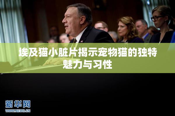 埃及猫小脏片揭示宠物猫的独特魅力与习性