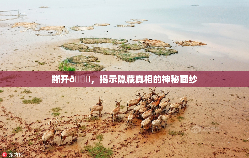 撕开👙，揭示隐藏真相的神秘面纱