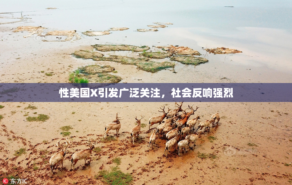 性美国X引发广泛关注，社会反响强烈