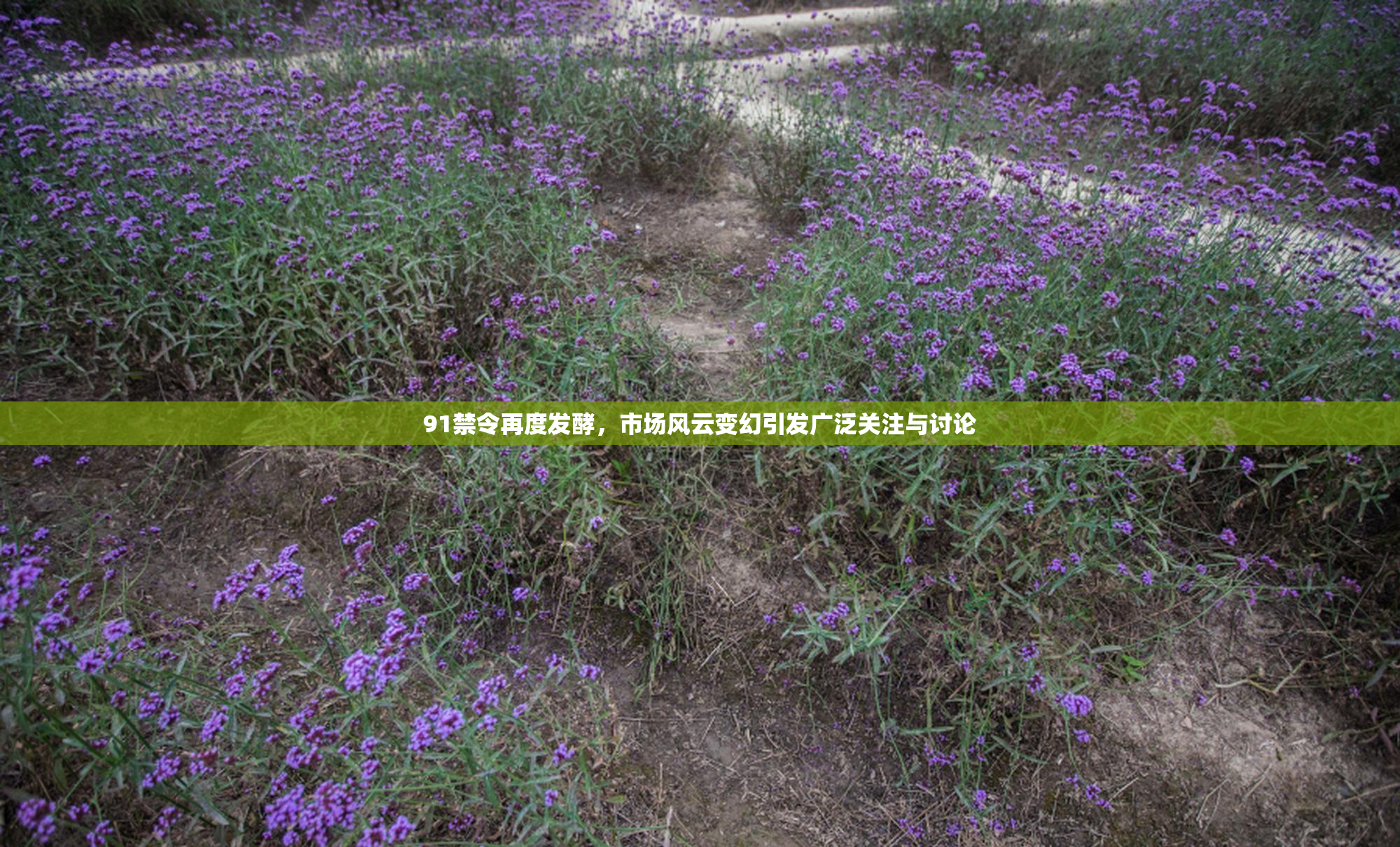 91禁令再度发酵，市场风云变幻引发广泛关注与讨论