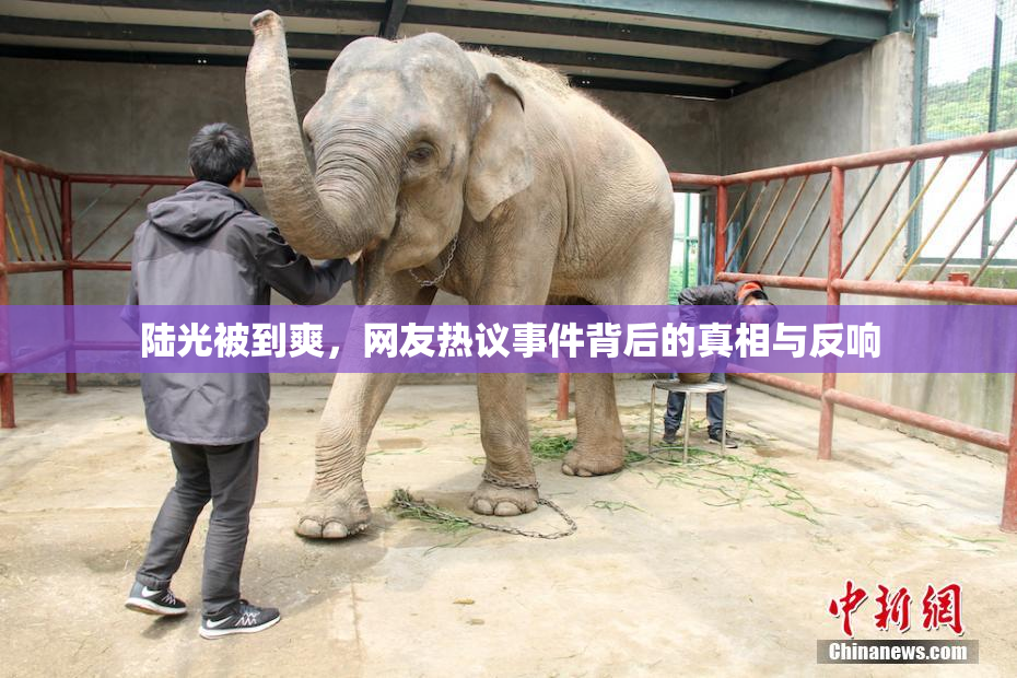 陆光被到爽，网友热议事件背后的真相与反响