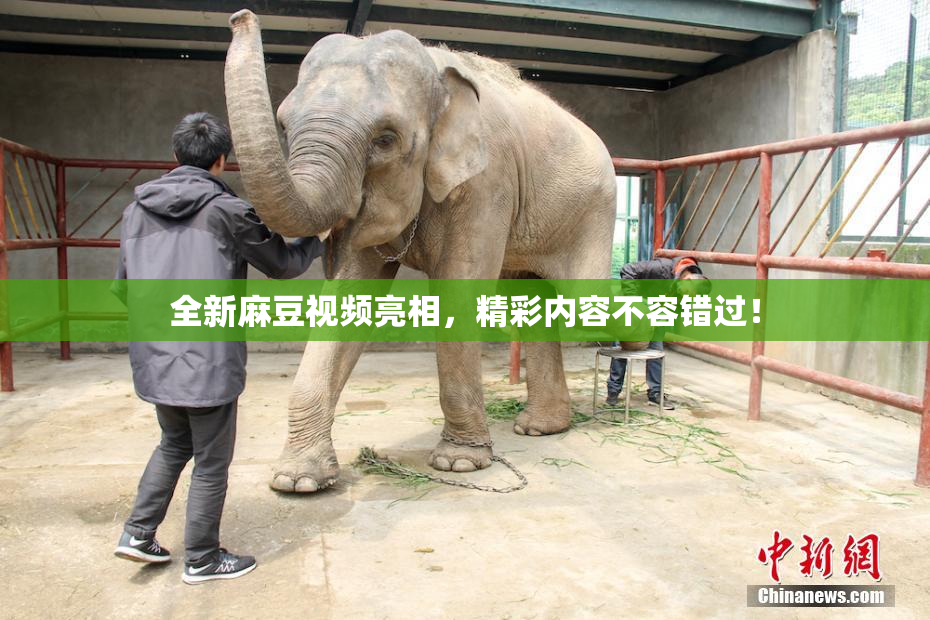 全新麻豆视频亮相，精彩内容不容错过！