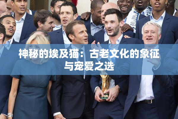 神秘的埃及猫：古老文化的象征与宠爱之选