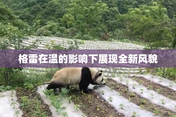 格雷在温的影响下展现全新风貌