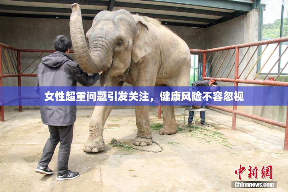 女性超重问题引发关注，健康风险不容忽视