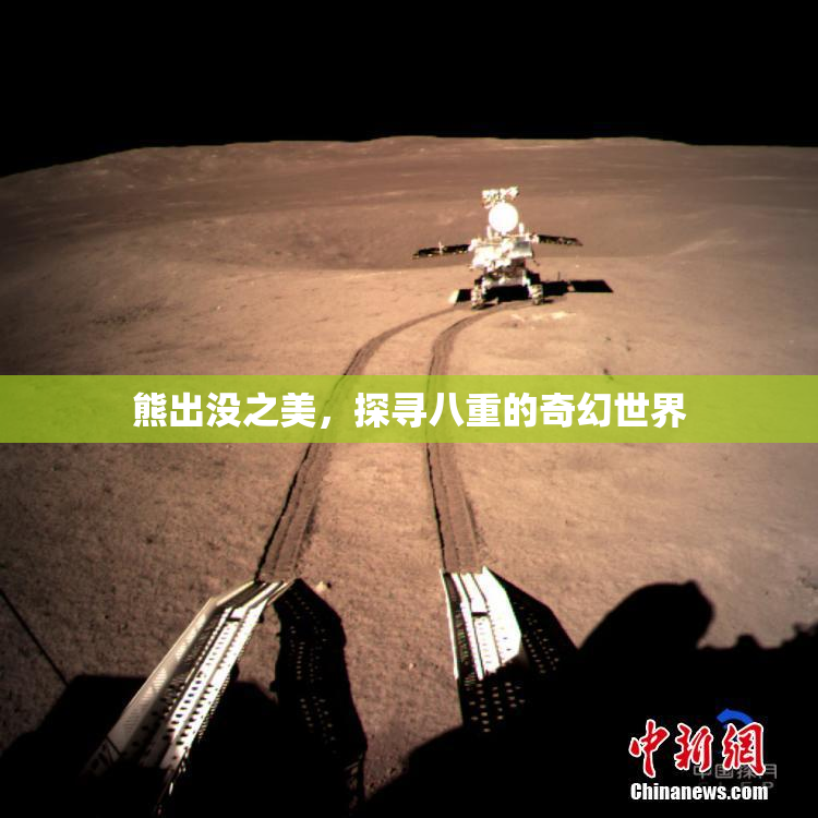 熊出没之美，探寻八重的奇幻世界