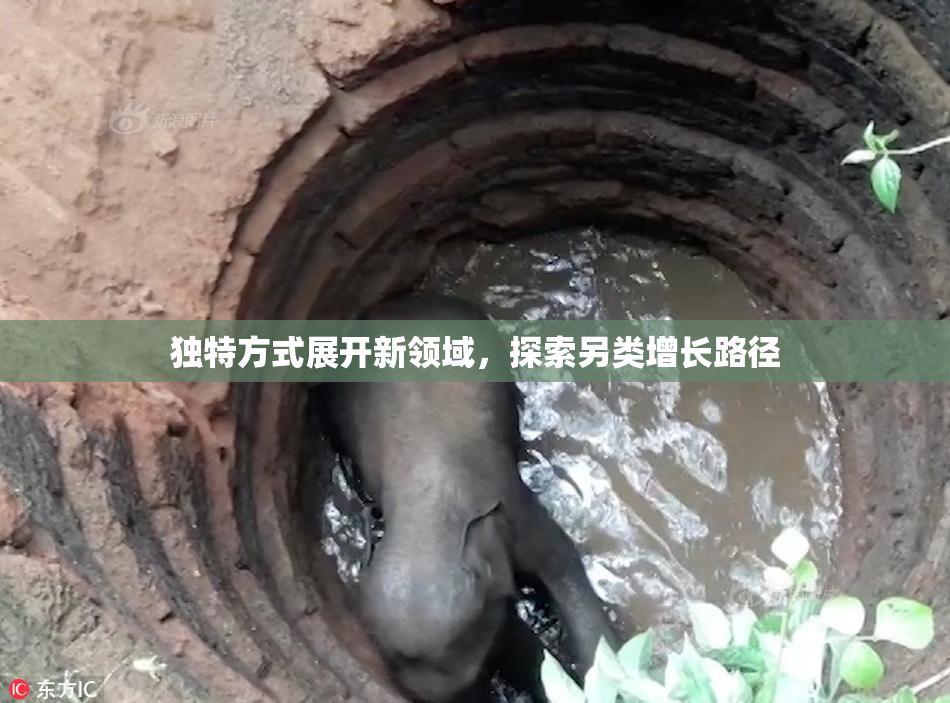 独特方式展开新领域，探索另类增长路径