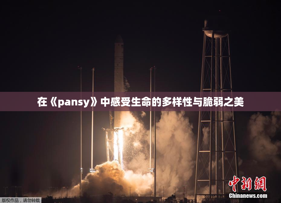 在《pansy》中感受生命的多样性与脆弱之美