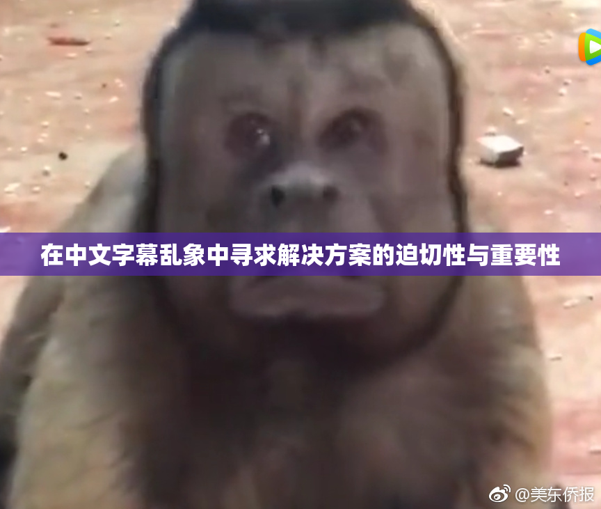 在中文字幕乱象中寻求解决方案的迫切性与重要性