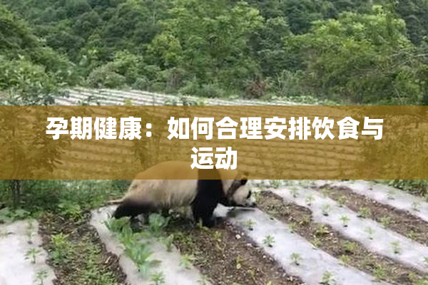 孕期健康：如何合理安排饮食与运动