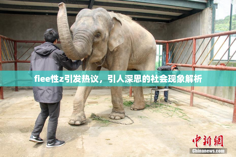 fiee性z引发热议，引人深思的社会现象解析
